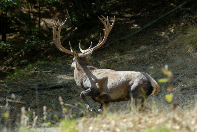 PASSIONE PER IL CERVO